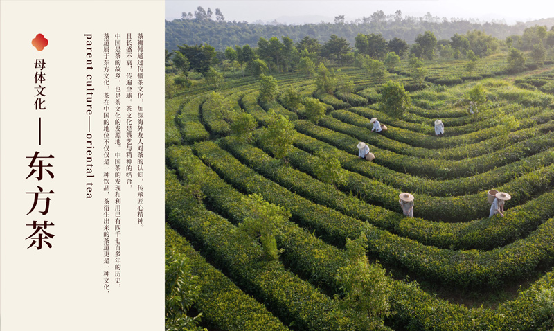 优狐国际 茶园图集茶狮傅招商